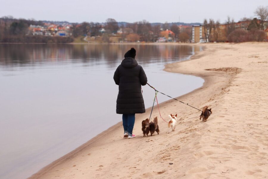A person walks dogs on a sandy beach by a lake in Jönköping, Sweden in fall.