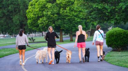 Building a simple dog wellness routine that keeps your pet thriving