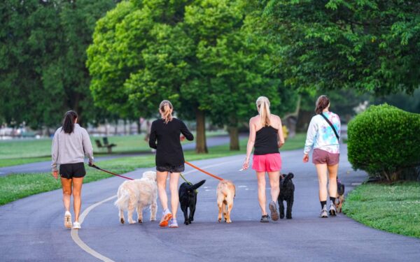 Building a simple dog wellness routine that keeps your pet thriving