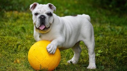 How understanding body language can improve your dog’s well-being