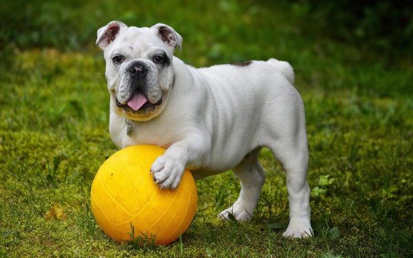 How understanding body language can improve your dog’s well-being