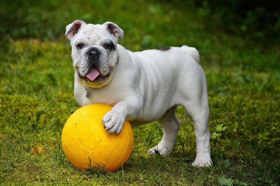 Dog. Photo by Pixabay