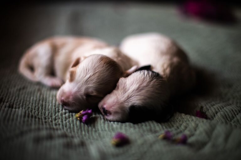 Puppy sleeping crate