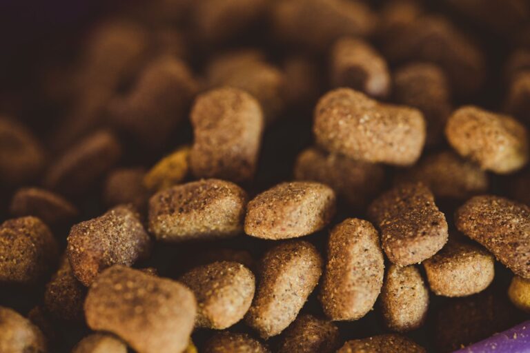 Measuring puppy kibble