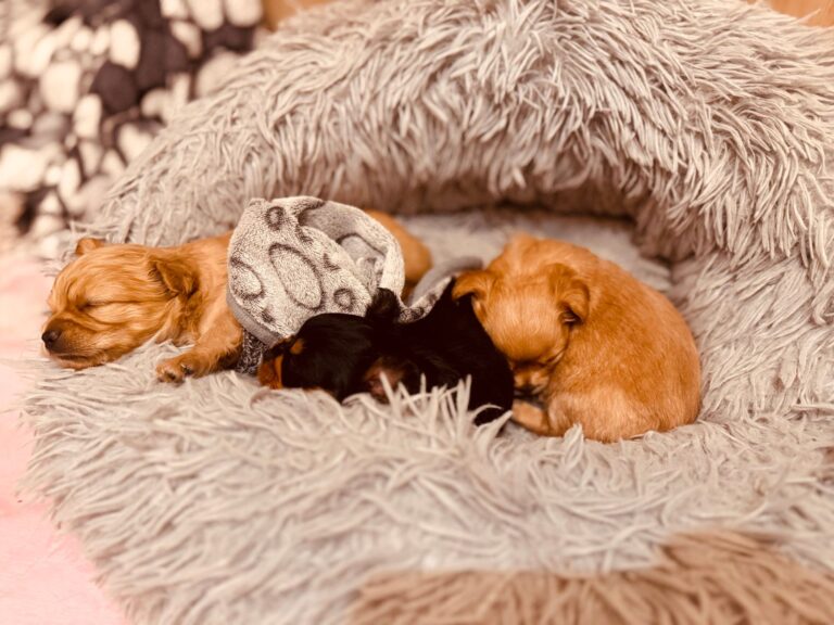 Puppy sleeping dog