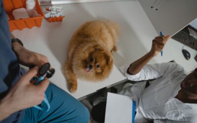 Puppy health basics: a simple guide to raising a strong, happy dog