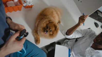 Puppy health basics: a simple guide to raising a strong, happy dog