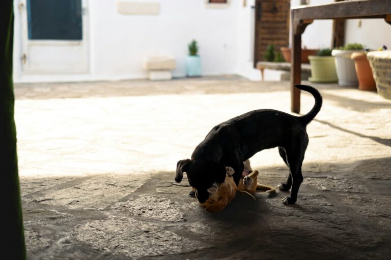 Puppy chewing toy