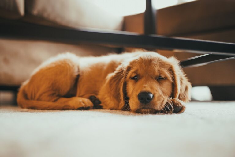 Golden retriever puppy