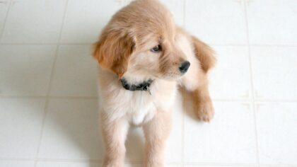 Puppy nutrition 101: how to support healthy growth without overfeeding