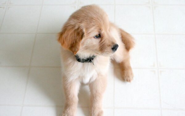 Puppy nutrition 101: how to support healthy growth without overfeeding