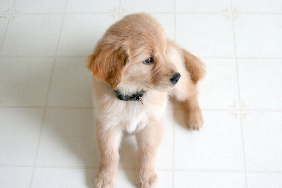 Golden retriever puppy