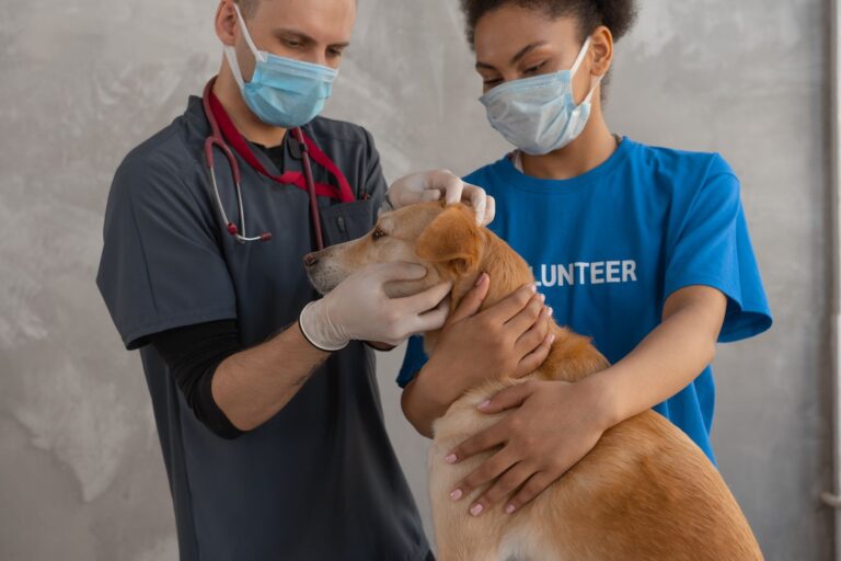 Vet checking puppy