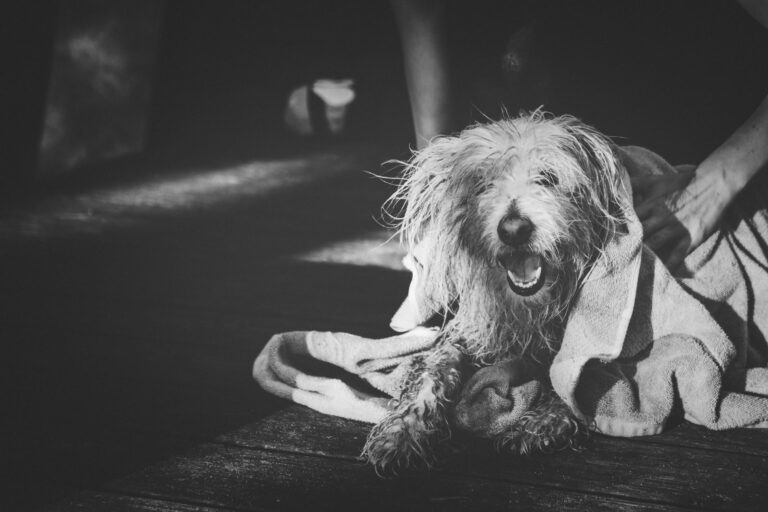 Wet dog being