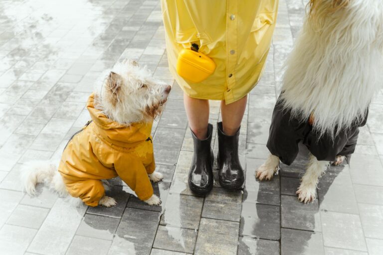 Dog walking rain
