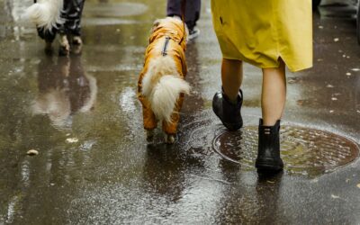 Rainy day dog care that keeps walks safe, calm and low stress
