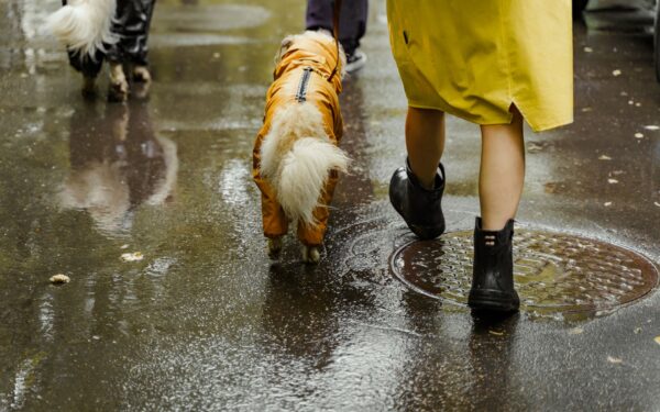 Rainy day dog care that keeps walks safe, calm and low stress