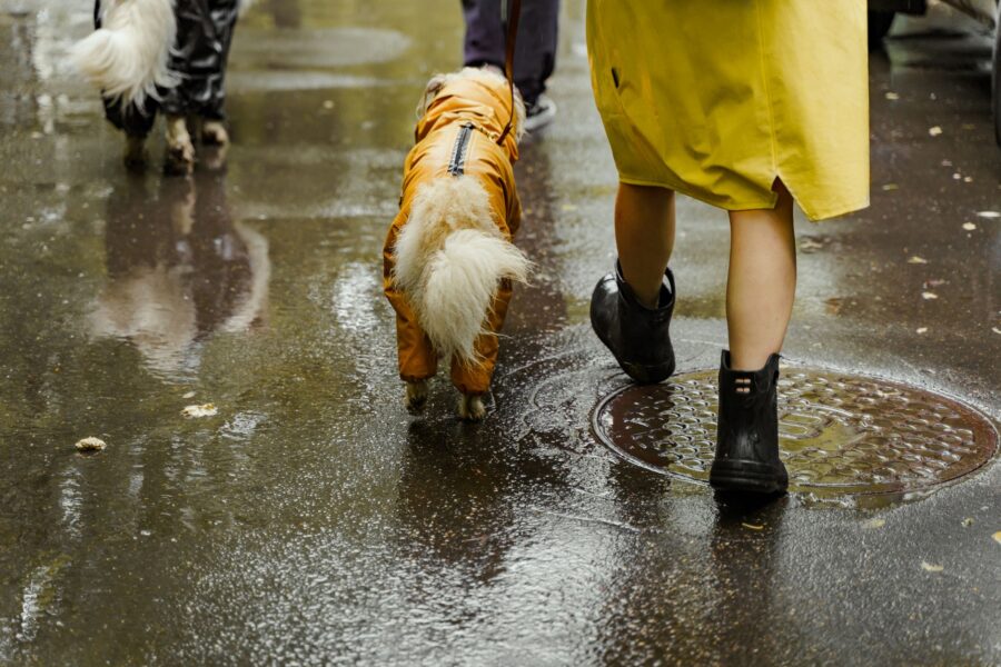 Dog walking rain