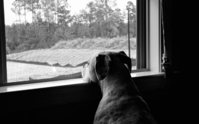 Rainy day dog care that prevents boredom and bad habits