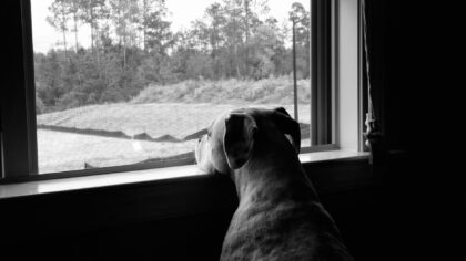 Rainy day dog care that prevents boredom and bad habits