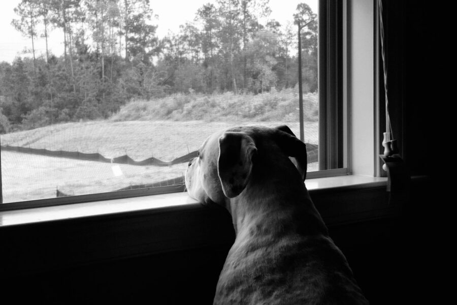 Dog indoors rainy