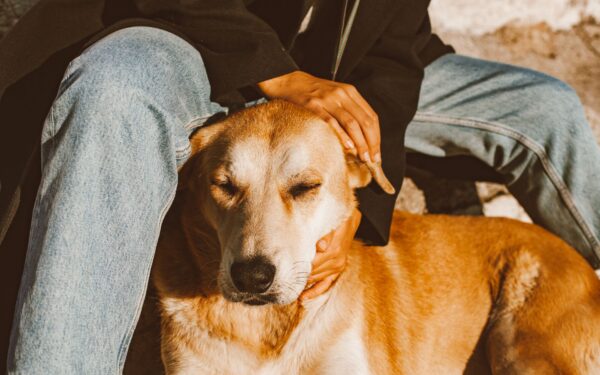 Reading dog stress signals: a kind guide to preventing problem behavior
