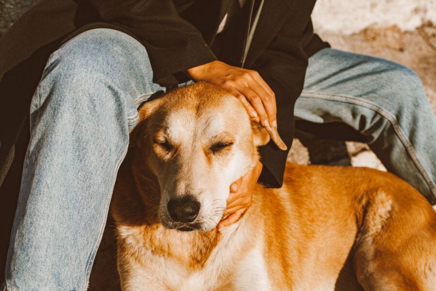Dog stress signals