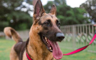 Reward-based training for large dogs: safe, kind ways to guide big behavior