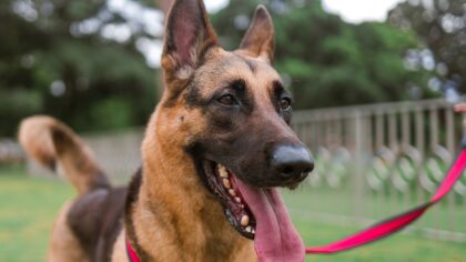Reward-based training for large dogs: safe, kind ways to guide big behavior