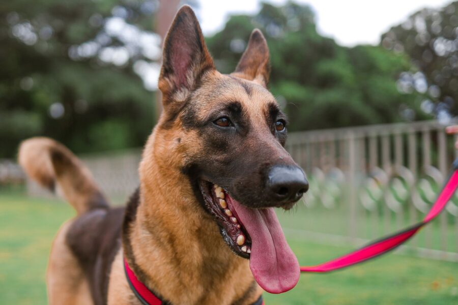 Large dog training
