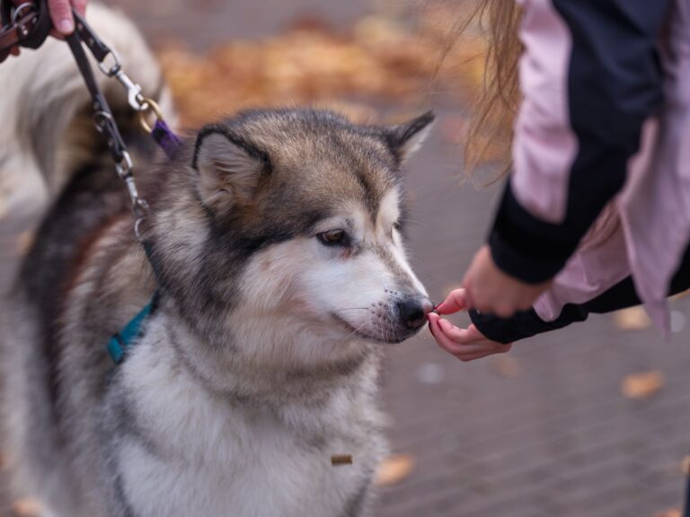 Large dog training
