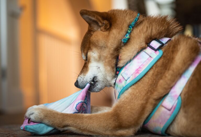 Happy dog indoor
