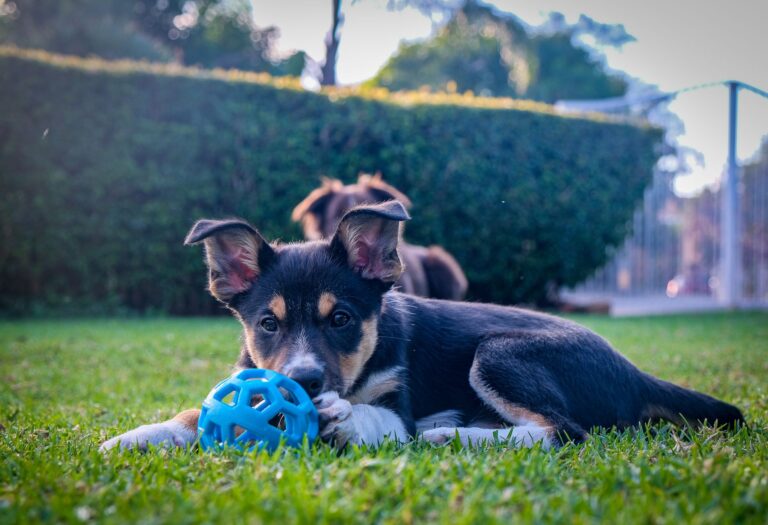 Dog playing ball