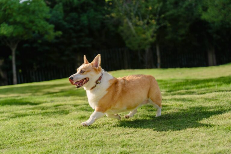 Dog running park