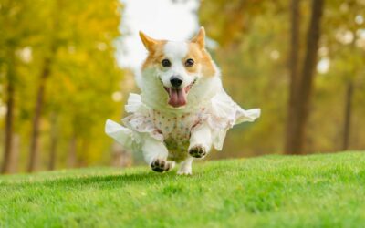 Safe and fun outdoor exercise ideas for dogs in every season