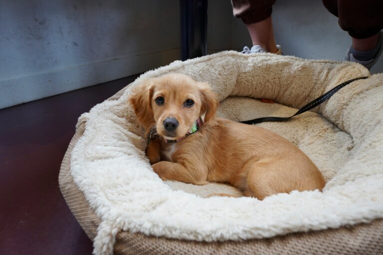 Washing dog bed