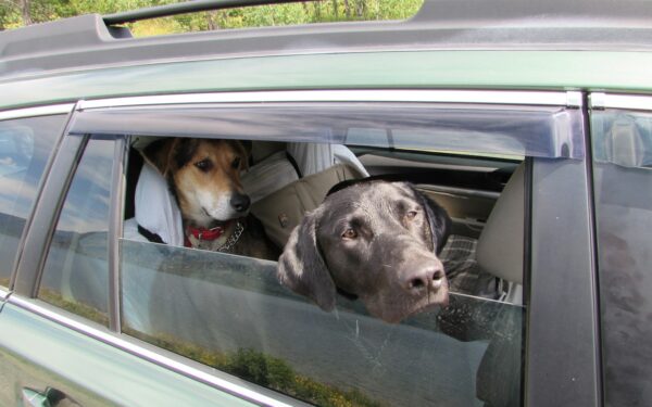 Safe car travel for dogs: practical tips for stress‑free trips
