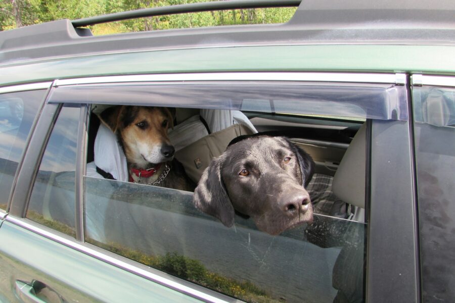 Dog car safety