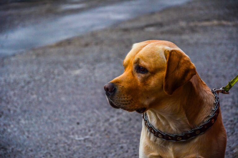 Dog collar leash