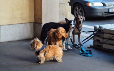 Safe dog collars and leashes: how to choose and use them for everyday life