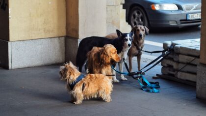Safe dog collars and leashes: how to choose and use them for everyday life