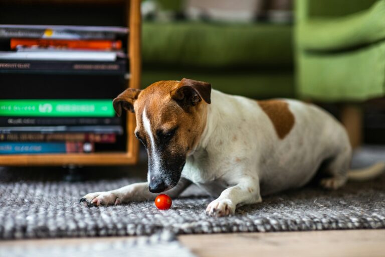Dog sniffing treats