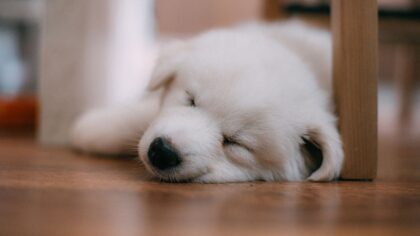 Safe home alone: practical routines that help your dog feel secure when you are away