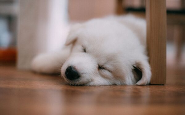 Safe home alone: practical routines that help your dog feel secure when you are away