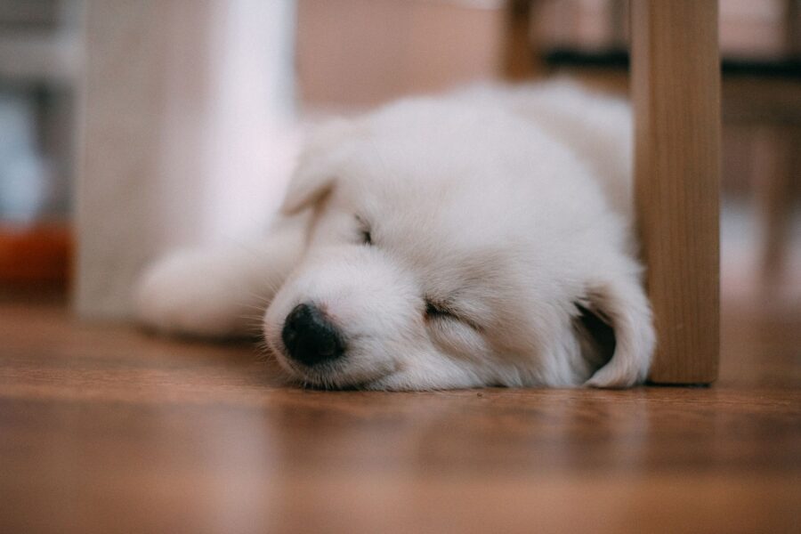 Relaxed dog sleeping