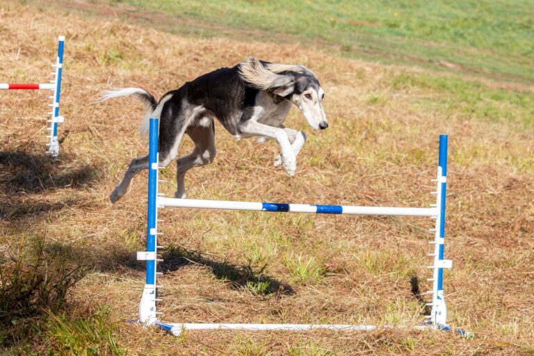 Dog indoor obstacle