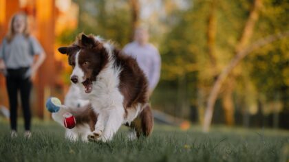 Safe outdoor games for dogs that build confidence and strengthen your bond