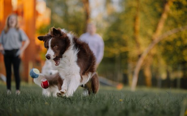 Safe outdoor games for dogs that build confidence and strengthen your bond