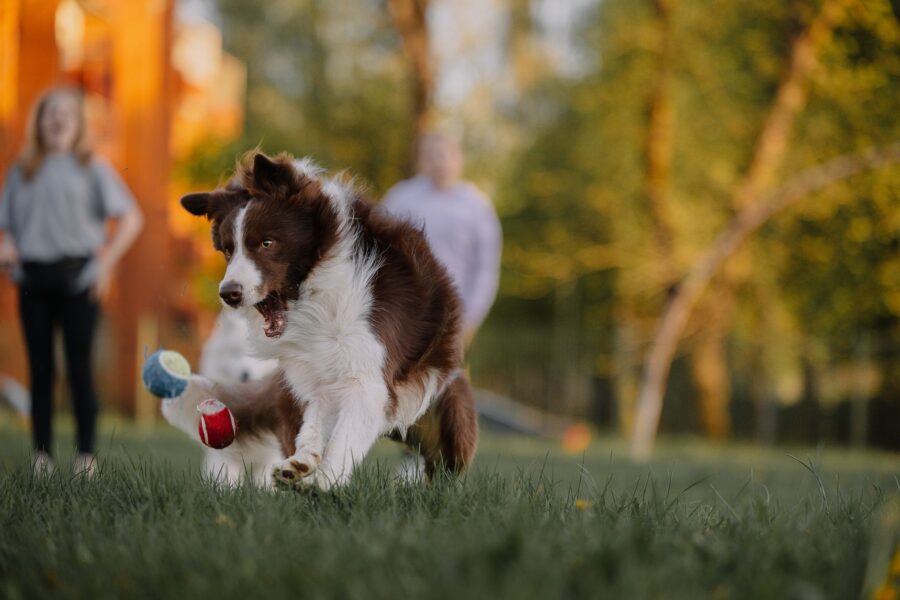 Dog playing fetch