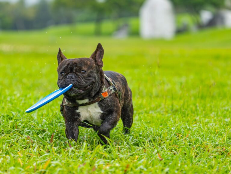 Dog playing fetch